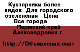 Кустарники более 100 видов. Для городского озеленения › Цена ­ 70 - Все города  »    . Пермский край,Александровск г.